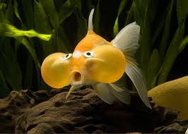 Bubble Eye Goldfish